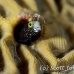 blenny_secretary_oc_jar_h_0556_cub2706.jpg